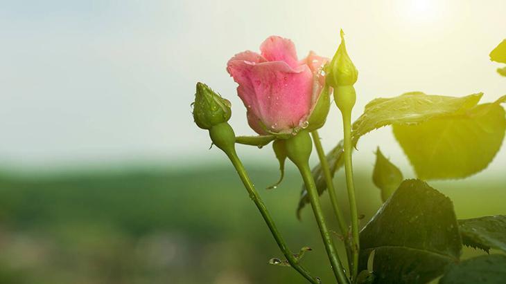 4- Ceviz ağacı 4- Ceviz ağacı