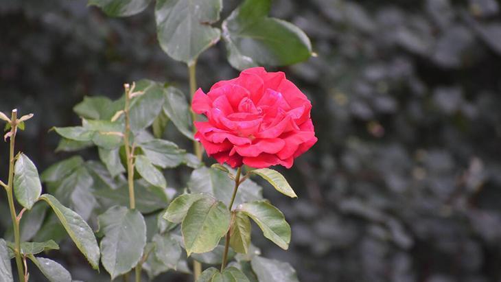 Gülünü seven yanına dikmesin Hem suyunu hem güneşi sömürüyor, tek başına parlasın Gülünü seven yanına dikmesin Hem suyunu hem güneşi sömürüyor, tek başına parlasın
