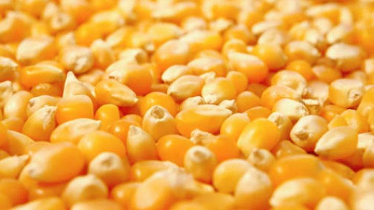 Tencerede tek mısır kalmayacak Suda bekleten yaşadı, fişek gibi patlıyor