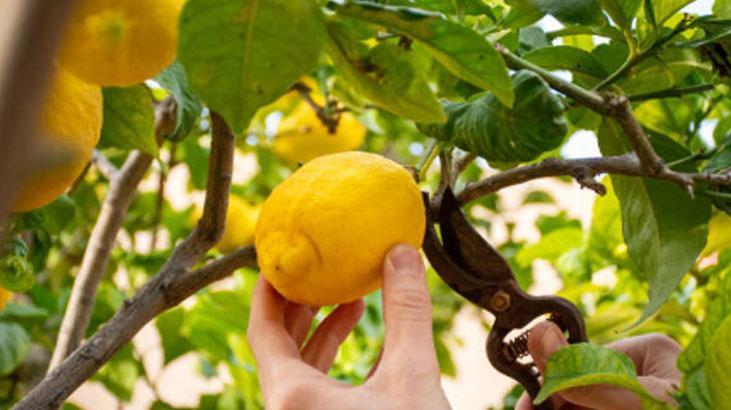 Havlu kağıtla evi limon bahçesine döndürün 1 ayda fide verecek Havlu kağıtla evi limon bahçesine döndürün 1 ayda fide verecek