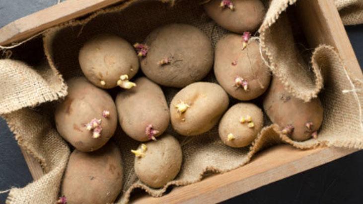 Patates filizlendi diye çöpe gitmesin İşareti kabukta, tüketme şartı buymuş Patates filizlendi diye çöpe gitmesin İşareti kabukta, tüketme şartı buymuş
