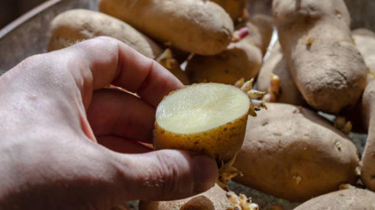 Patates filizlendi diye çöpe gitmesin İşareti kabukta, tüketme şartı buymuş Patates filizlendi diye çöpe gitmesin İşareti kabukta, tüketme şartı buymuş