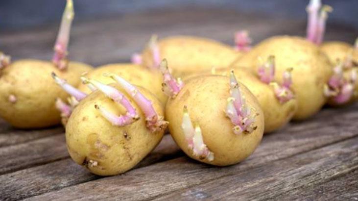 Patates filizlendi diye çöpe gitmesin İşareti kabukta, tüketme şartı buymuş Patates filizlendi diye çöpe gitmesin İşareti kabukta, tüketme şartı buymuş