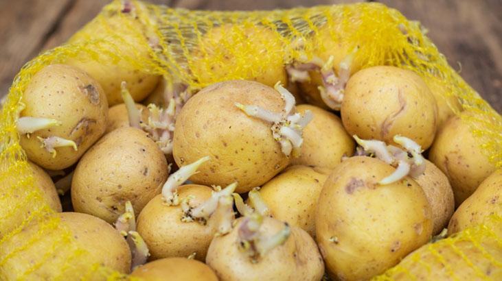 Patates filizlendi diye çöpe gitmesin İşareti kabukta, tüketme şartı buymuş Patates filizlendi diye çöpe gitmesin İşareti kabukta, tüketme şartı buymuş