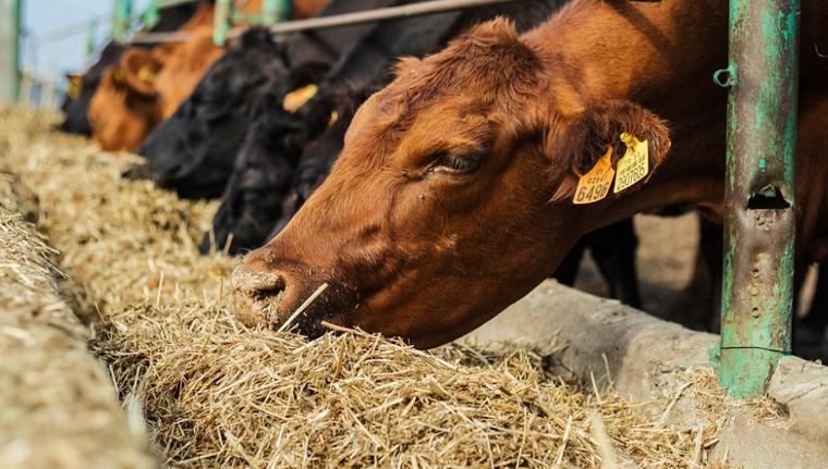 KURBAN BAYRAMI NE ZAMAN KURBAN BAYRAMI NE ZAMAN
