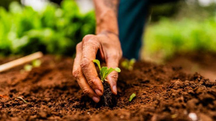 Toprak coşturan gübre Limon kabuğunu bahçeye gömün, sonucu görün Toprak coşturan gübre Limon kabuğunu bahçeye gömün, sonucu görün