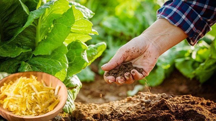Toprak coşturan gübre Limon kabuğunu bahçeye gömün, sonucu görün Toprak coşturan gübre Limon kabuğunu bahçeye gömün, sonucu görün