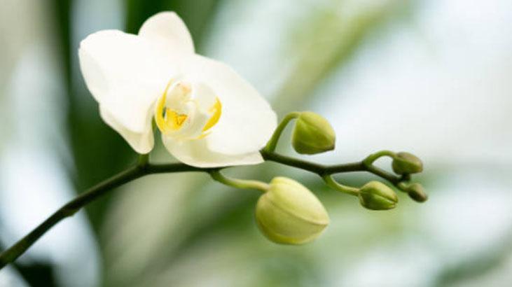 Orkideye hayat öpücüğü Altına aloe vera koyun, köklenip 4 mevsim çiçek açıyor Orkideye hayat öpücüğü Altına aloe vera koyun, köklenip 4 mevsim çiçek açıyor