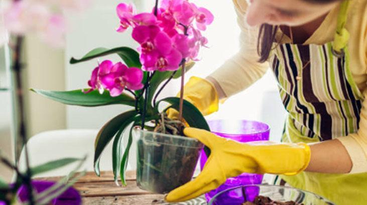 Orkideye hayat öpücüğü Altına aloe vera koyun, köklenip 4 mevsim çiçek açıyor Orkideye hayat öpücüğü Altına aloe vera koyun, köklenip 4 mevsim çiçek açıyor