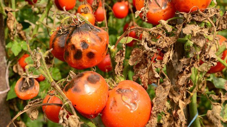 Domatesleri çürüten hastalığa sarımsak yeter Karıştırıp sıkın, tek önlemmiş Domatesleri çürüten hastalığa sarımsak yeter Karıştırıp sıkın, tek önlemmiş