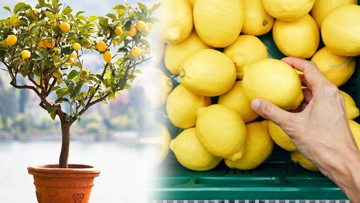 Çekirdeğini bulan yaşadı Limondan ağaç çıkıyor, marketten alınana bakın Çekirdeğini bulan yaşadı Limondan ağaç çıkıyor, marketten alınana bakın
