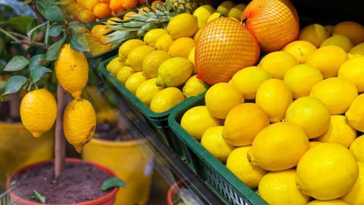 Çekirdeğini bulan yaşadı Limondan ağaç çıkıyor, marketten alınana bakın Çekirdeğini bulan yaşadı Limondan ağaç çıkıyor, marketten alınana bakın