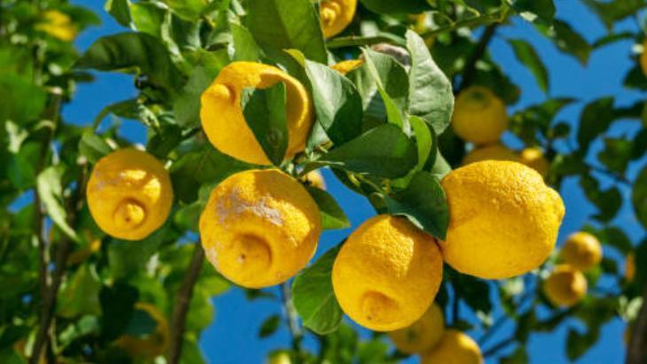 Çekirdeğini bulan yaşadı Limondan ağaç çıkıyor, marketten alınana bakın Çekirdeğini bulan yaşadı Limondan ağaç çıkıyor, marketten alınana bakın