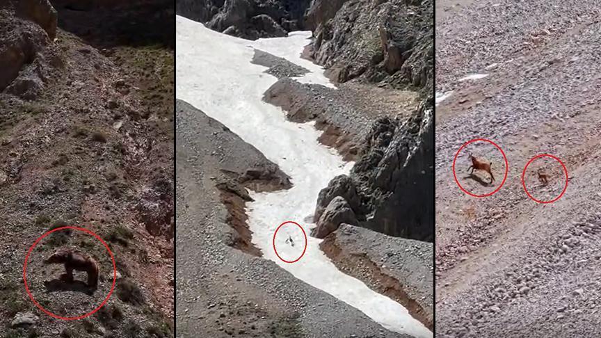 Keçi haberleri - son dakika keçi haber güncel gelişmeler