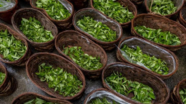 Yazın ter kokmaktan korkmayın Tek damlası deodoranttan daha etkili, kokuyu hapsediyor