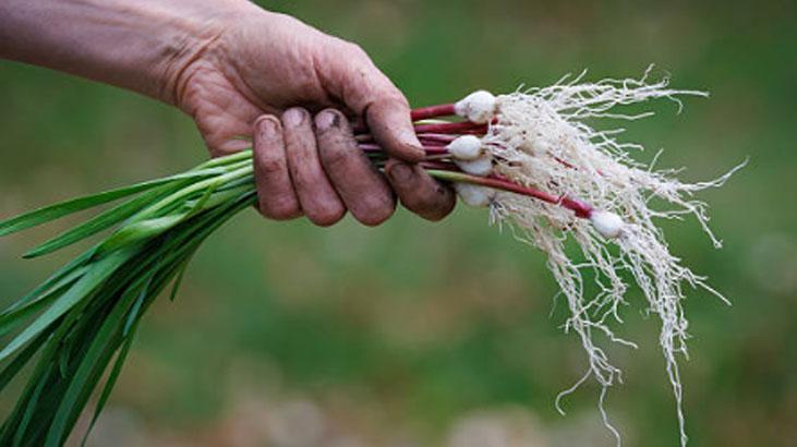 Sarımsakta verimi katlayan hamle Okları 1 cm kala temizleyen kazanıyor Sarımsakta verimi katlayan hamle Okları 1 cm kala temizleyen kazanıyor