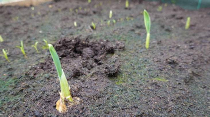 Sarımsakta verimi katlayan hamle Okları 1 cm kala temizleyen kazanıyor Sarımsakta verimi katlayan hamle Okları 1 cm kala temizleyen kazanıyor