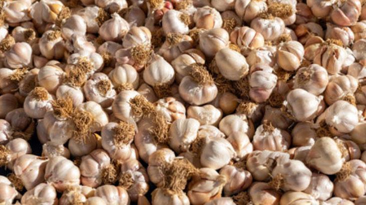 Sarımsakta verimi katlayan hamle Okları 1 cm kala temizleyen kazanıyor Sarımsakta verimi katlayan hamle Okları 1 cm kala temizleyen kazanıyor