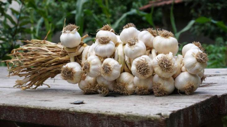 Sarımsakta verimi katlayan hamle Okları 1 cm kala temizleyen kazanıyor Sarımsakta verimi katlayan hamle Okları 1 cm kala temizleyen kazanıyor