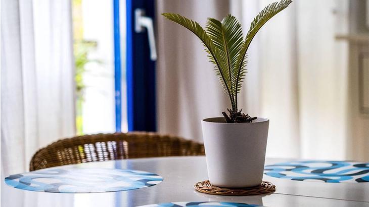 Salonun baş tacı olacak, su istemiyor Bu bitkiler sahibinden uzun yaşıyor Salonun baş tacı olacak, su istemiyor Bu bitkiler sahibinden uzun yaşıyor