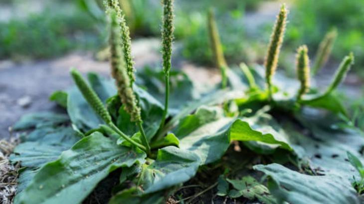 1. SİNİR OTU (PLANTAGO MAJOR / GENİŞ YAPRAKLI) 1. SİNİR OTU (PLANTAGO MAJOR / GENİŞ YAPRAKLI)