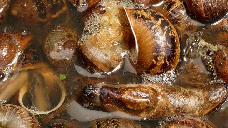 Mahsül avcısı sümüklü böceğe veda Meğer çaresi yumurta kabuğundaymış Mahsül avcısı sümüklü böceğe veda Meğer çaresi yumurta kabuğundaymış
