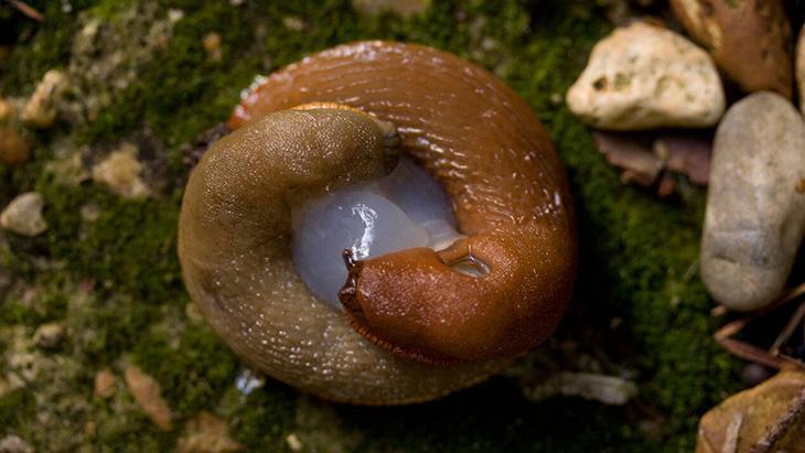 Mahsül avcısı sümüklü böceğe veda Meğer çaresi yumurta kabuğundaymış Mahsül avcısı sümüklü böceğe veda Meğer çaresi yumurta kabuğundaymış