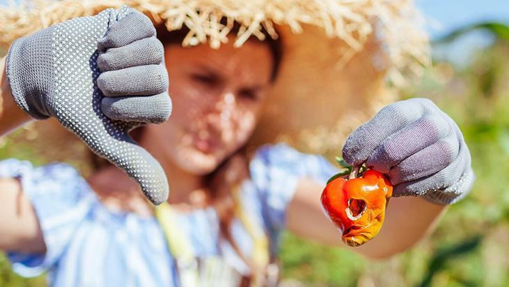 Mahsül avcısı sümüklü böceğe veda Meğer çaresi yumurta kabuğundaymış Mahsül avcısı sümüklü böceğe veda Meğer çaresi yumurta kabuğundaymış