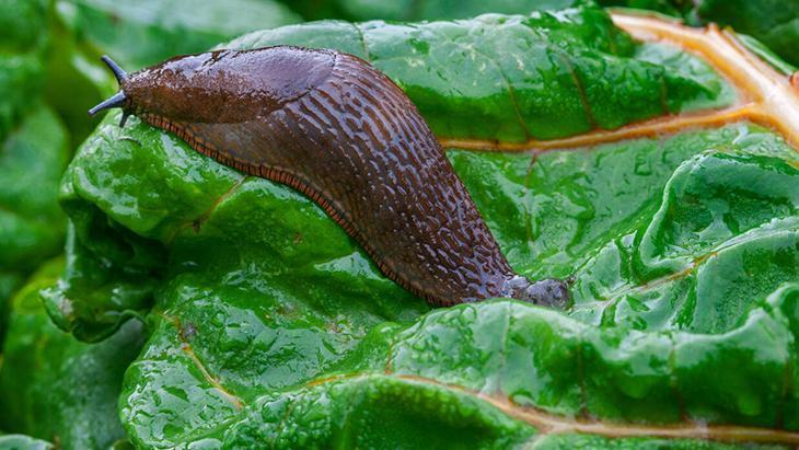 Mahsül avcısı sümüklü böceğe veda Meğer çaresi yumurta kabuğundaymış Mahsül avcısı sümüklü böceğe veda Meğer çaresi yumurta kabuğundaymış