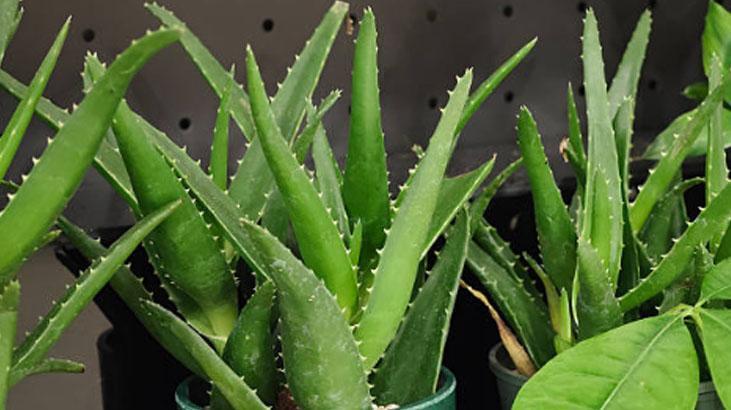 Aloe vera Aloe vera