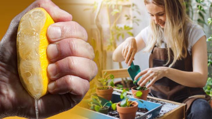 1 limonu kesip sıkın Bitkilere güneş bile dokunamaz: Her hastalıktan koruyormuş 1 limonu kesip sıkın Bitkilere güneş bile dokunamaz: Her hastalıktan koruyormuş