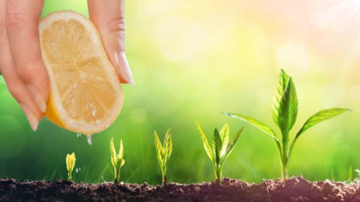 1 limonu kesip sıkın Bitkilere güneş bile dokunamaz: Her hastalıktan koruyormuş 1 limonu kesip sıkın Bitkilere güneş bile dokunamaz: Her hastalıktan koruyormuş
