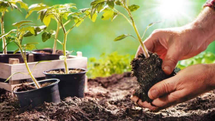 1 limonu kesip sıkın Bitkilere güneş bile dokunamaz: Her hastalıktan koruyormuş 1 limonu kesip sıkın Bitkilere güneş bile dokunamaz: Her hastalıktan koruyormuş
