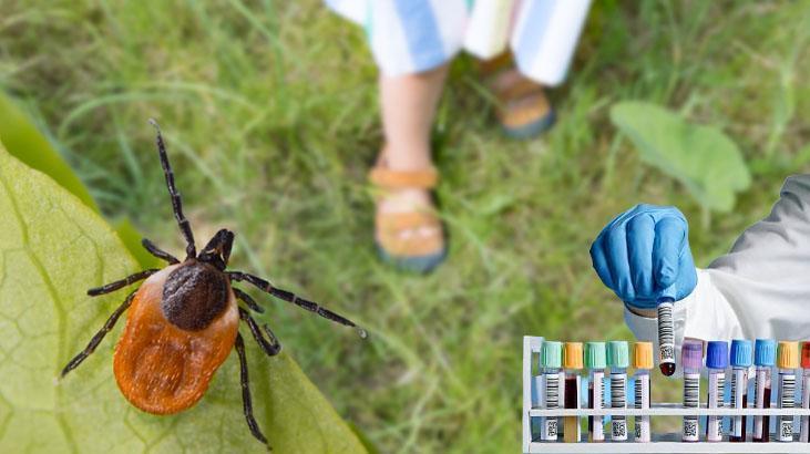 Zecken lieben diese Blutgruppe Experten warnen: Nicht ignorieren