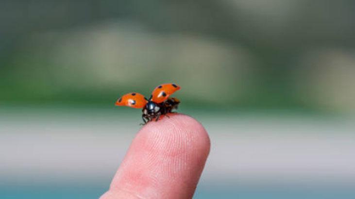 Uğur böcekleri su içebilir mi Minik minik topluyorlarmış Uğur böcekleri su içebilir mi Minik minik topluyorlarmış