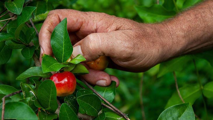 Dünyanın en faydalı meyve suyu Saniyeler içinde metabolizmayı harekete geçiriyor Dünyanın en faydalı meyve suyu Saniyeler içinde metabolizmayı harekete geçiriyor