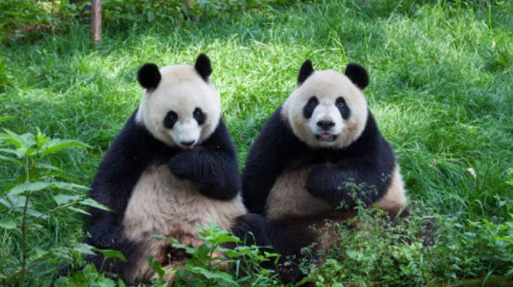 Pandalar etçil olmalarına rağmen neden bambu yer Pandalar etçil olmalarına rağmen neden bambu yer