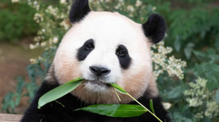 Pandalar etçil olmalarına rağmen neden bambu yer Pandalar etçil olmalarına rağmen neden bambu yer