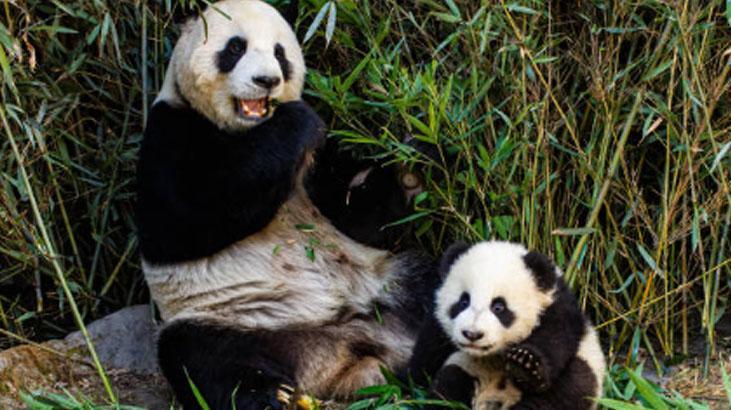 Pandalar etçil olmalarına rağmen neden bambu yer Pandalar etçil olmalarına rağmen neden bambu yer
