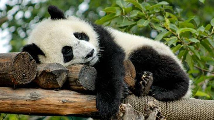 Pandalar etçil olmalarına rağmen neden bambu yer Pandalar etçil olmalarına rağmen neden bambu yer