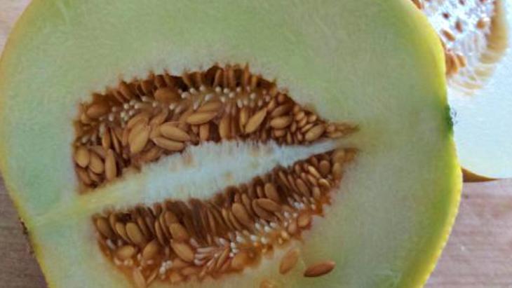 Çekirdeği çöpe değil blendera atın Kavunun gizli faydası 1 gecede etkisini gösteriyor