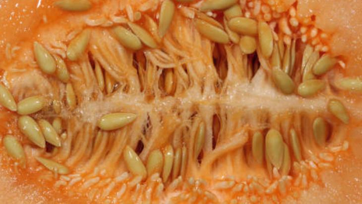 KAVUN ÇEKİRDEĞİ SÜTÜ