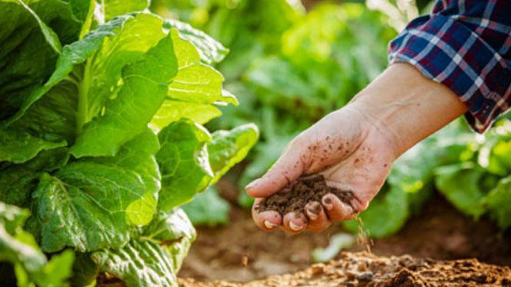 Bayat ekmek gibisi yok, sayesinde ne bitkiler yetişiyor En iyi gübre böyle olur Bayat ekmek gibisi yok, sayesinde ne bitkiler yetişiyor En iyi gübre böyle olur