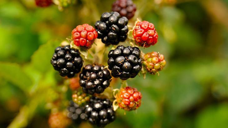 4- Kolestrol kontrol edici 4- Kolestrol kontrol edici