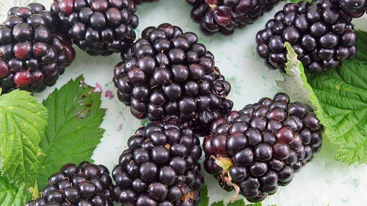 Böğürtlenin bilinmeyen gücü Serumları da kremleri de solluyor, gençlik sırrı Böğürtlenin bilinmeyen gücü Serumları da kremleri de solluyor, gençlik sırrı