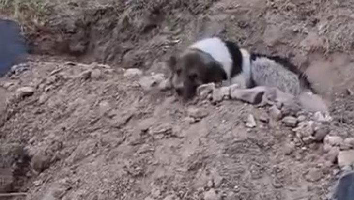 Mezar başında nöbet: Vefalı köpek ölen sahibinin mezarını terk etmiyor Mezar başında nöbet: Vefalı köpek ölen sahibinin mezarını terk etmiyor