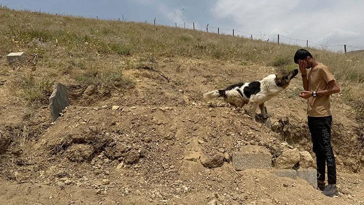 Mezar başında nöbet: Vefalı köpek ölen sahibinin mezarını terk etmiyor Mezar başında nöbet: Vefalı köpek ölen sahibinin mezarını terk etmiyor