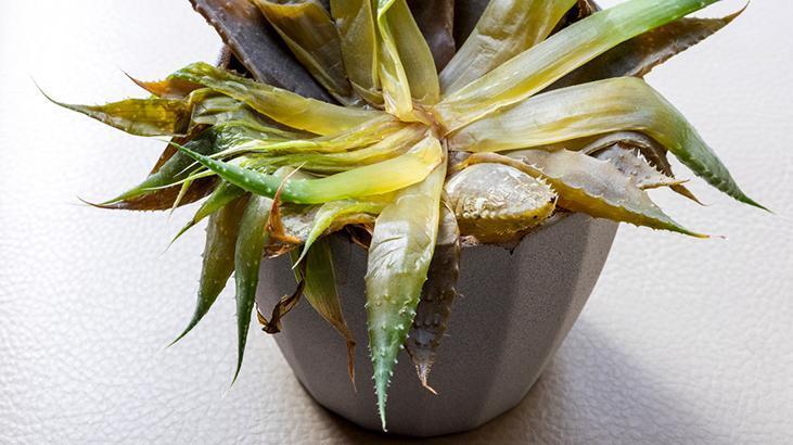 Aloe vera sünger gibiyse sebebi belli En yaygın sulama hatası, içten çürütüyor Aloe vera sünger gibiyse sebebi belli En yaygın sulama hatası, içten çürütüyor