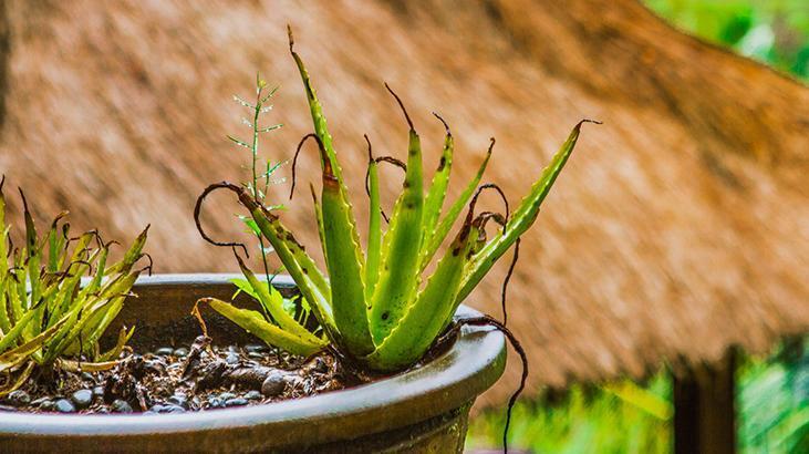 Aloe verayı kurtarmak için ilk adımlar Aloe verayı kurtarmak için ilk adımlar