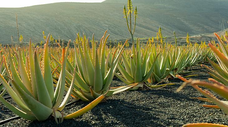 Aloe veranızın sağlıklı kalması için 5 altın kural Aloe veranızın sağlıklı kalması için 5 altın kural
